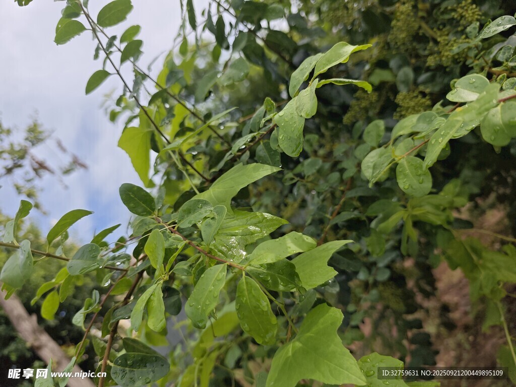 綠葉藤蔓植物特寫