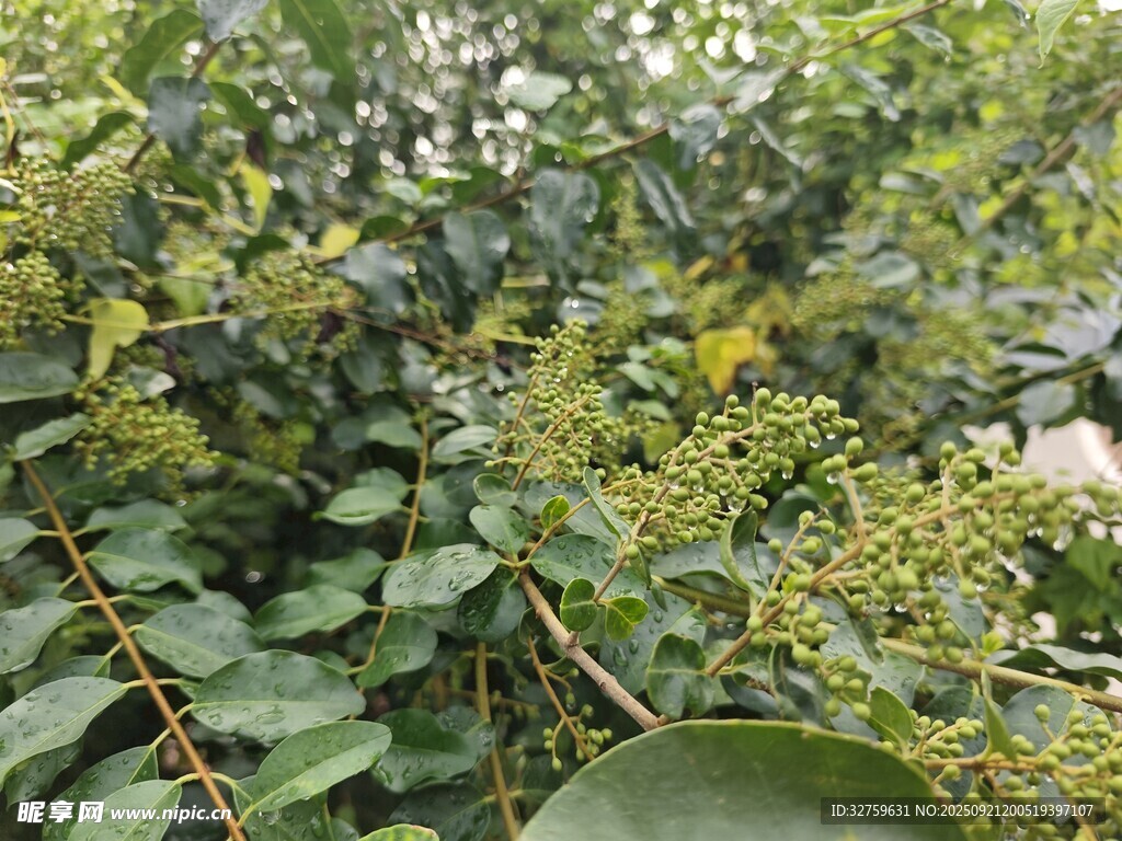 綠葉繁花的自然景象