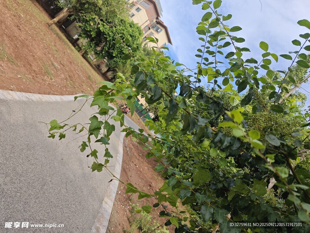 小路旁綠意盎然的植物