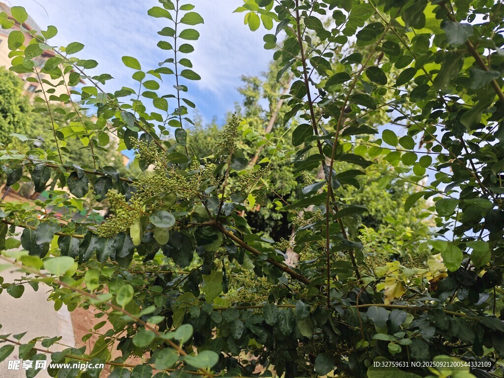 繁茂綠樹(shù)間的清新景致