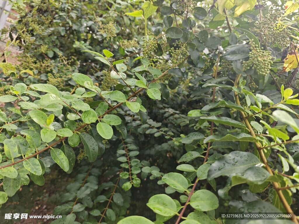 繁茂綠植景觀