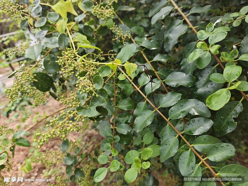 綠葉繁茂的植物景觀
