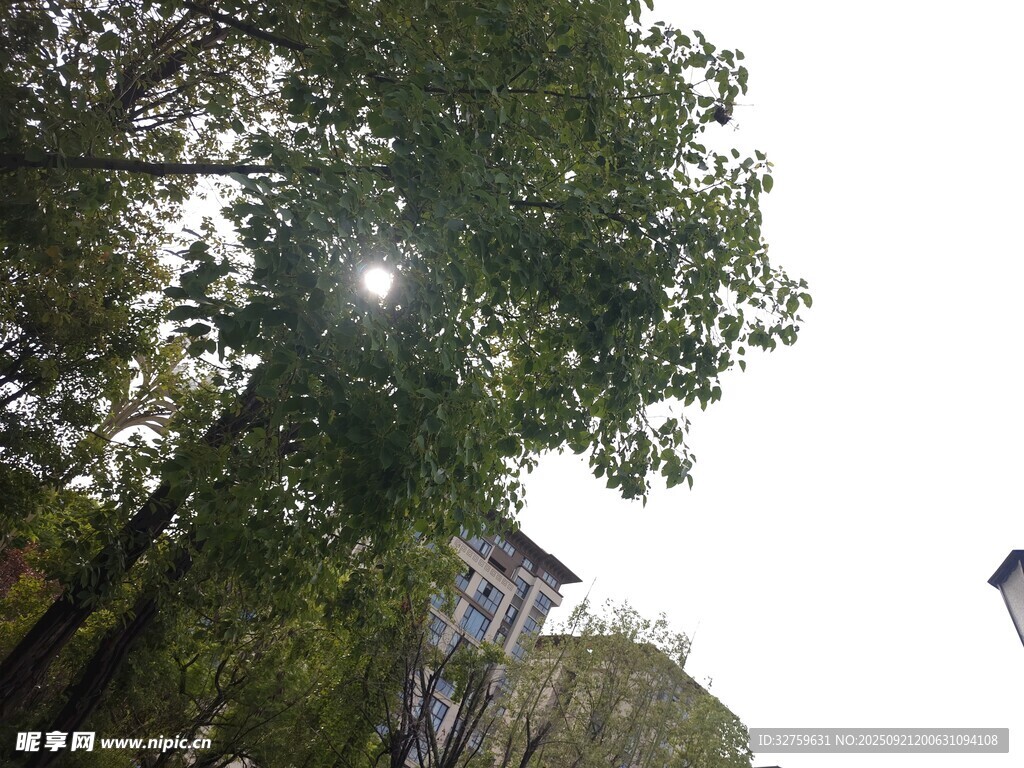 陽光透過綠樹灑下美景