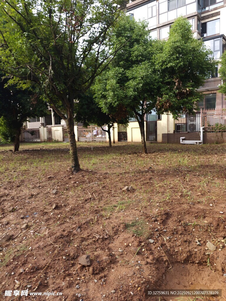 戶外樹木旁的裸露泥土地