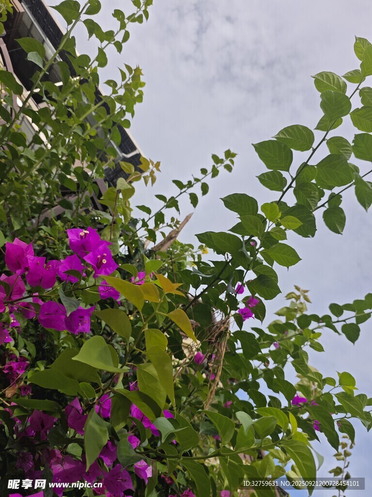 綻放的紫花與綠葉美景