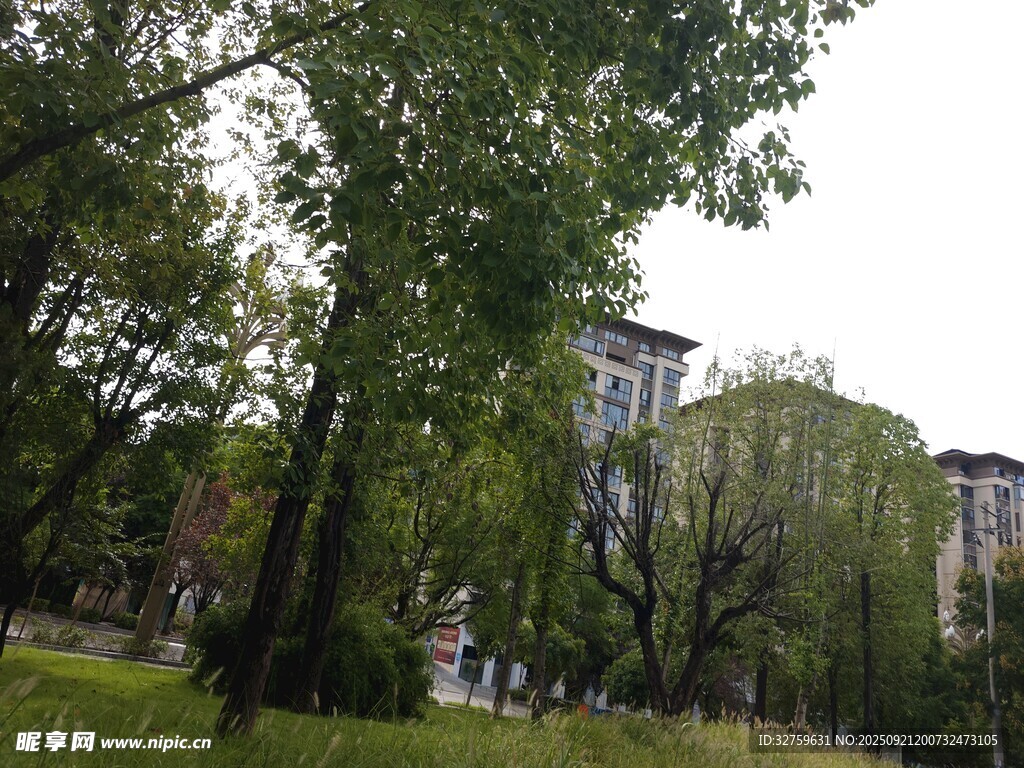 城市中的綠樹與建筑景觀
