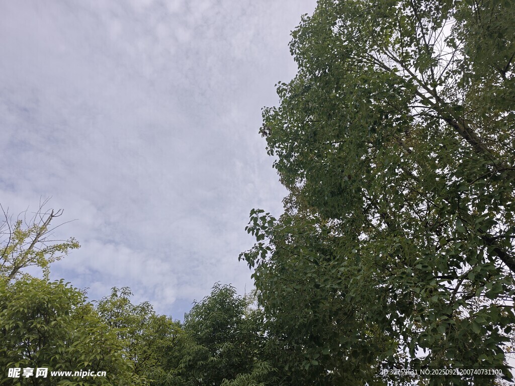 林間樹(shù)梢上的天空景色