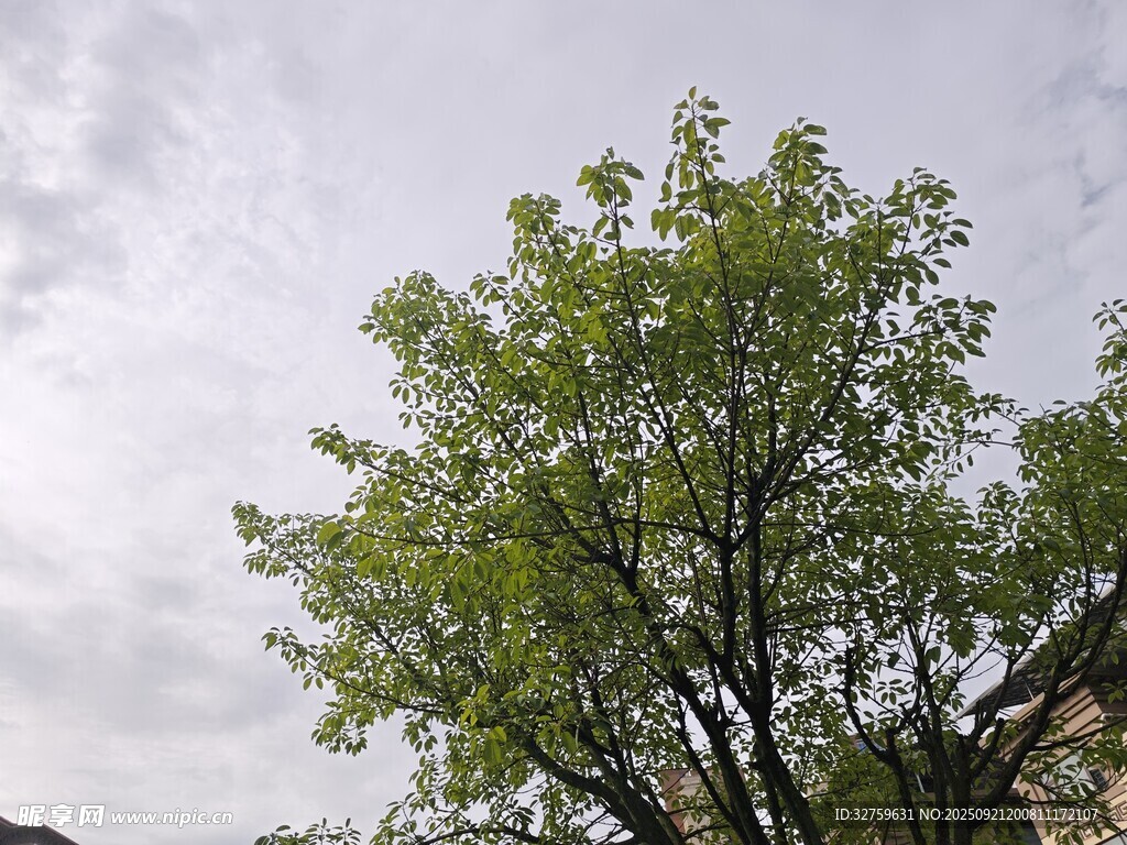 天空下的蔥郁綠樹