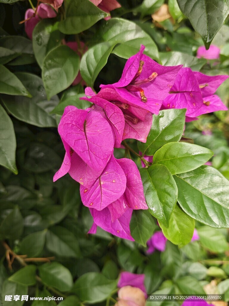 艷麗三角梅綻放綠葉間