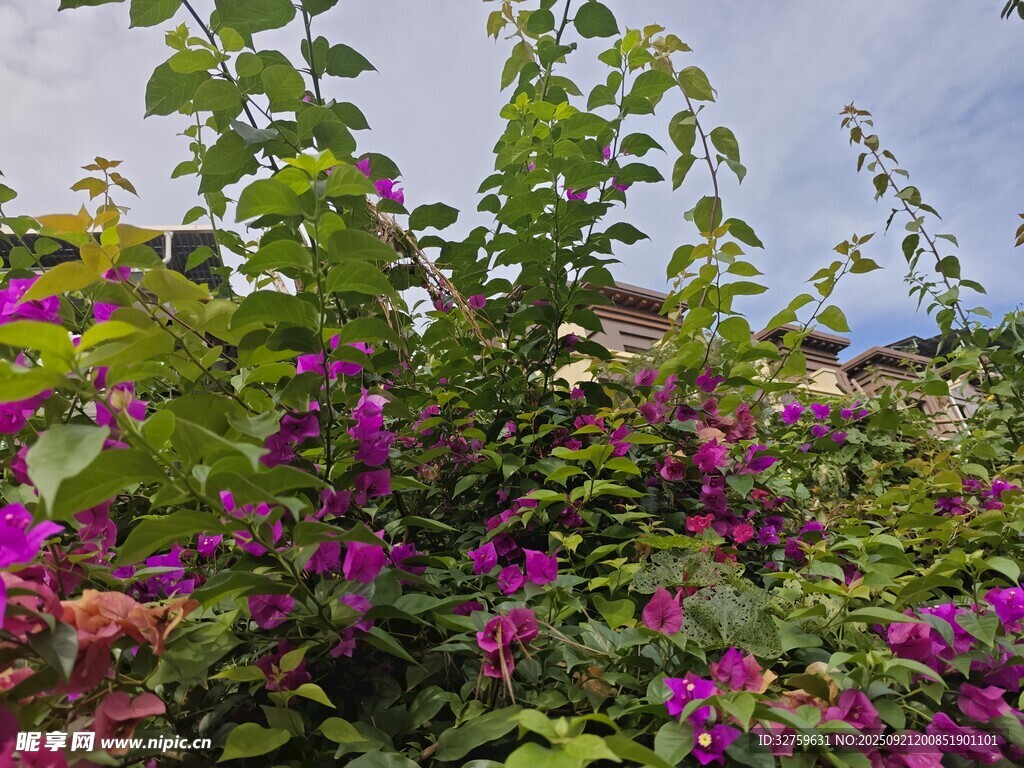 多彩花卉綠植景觀