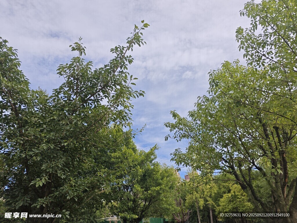 綠樹成蔭的戶外景致