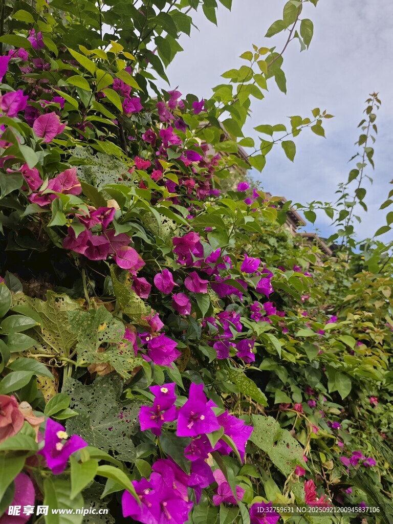 綻放的艷麗三角梅