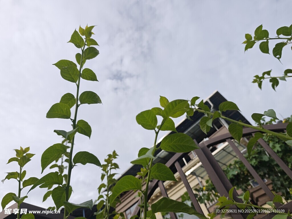 綠葉繁茂的戶外建筑景觀