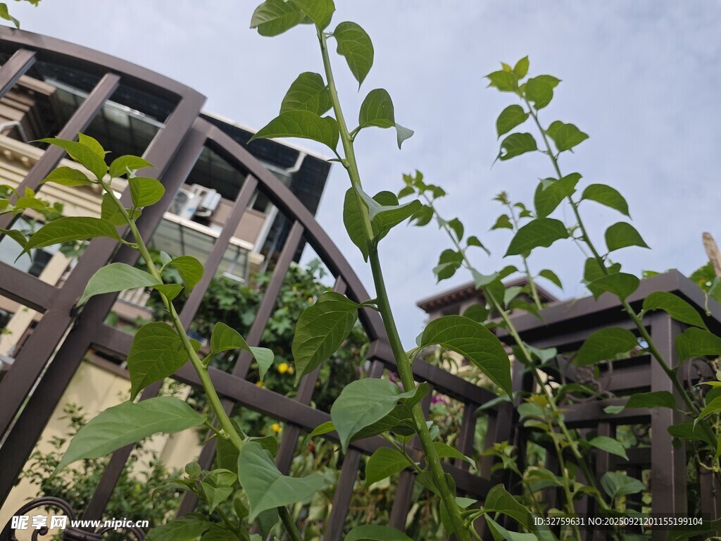 庭院綠植與建筑景致