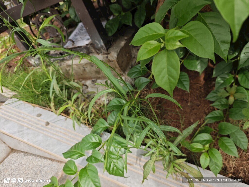 墻邊綠植生機盎然