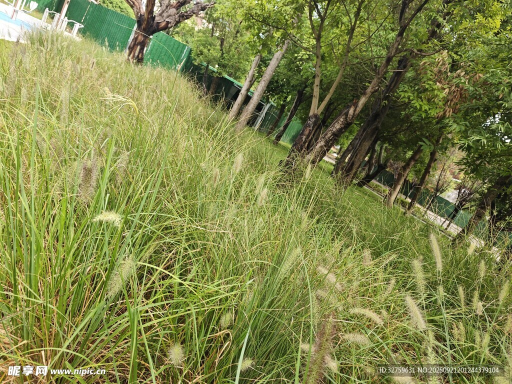 草地綠意盎然的自然景象