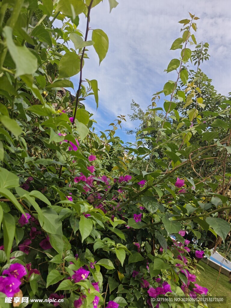 繁花綠樹間的自然景致