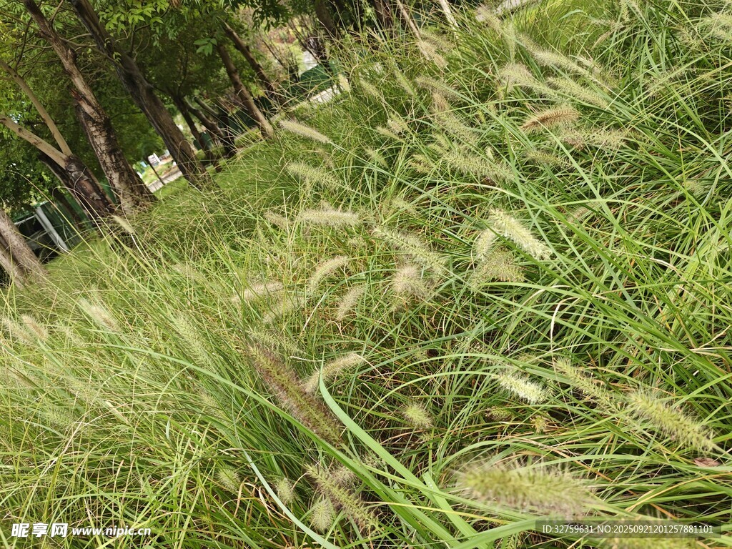 野外搖曳的綠色狗尾草