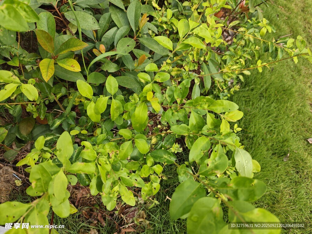 翠綠繁茂的地面植物景觀