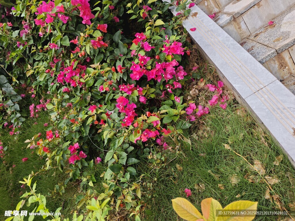 艷麗三角梅綻放于草地