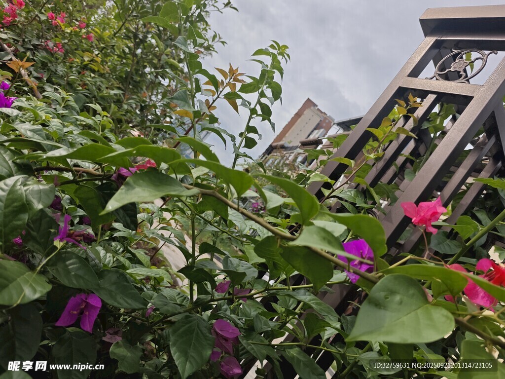 花園綠植與精致木質(zhì)景觀