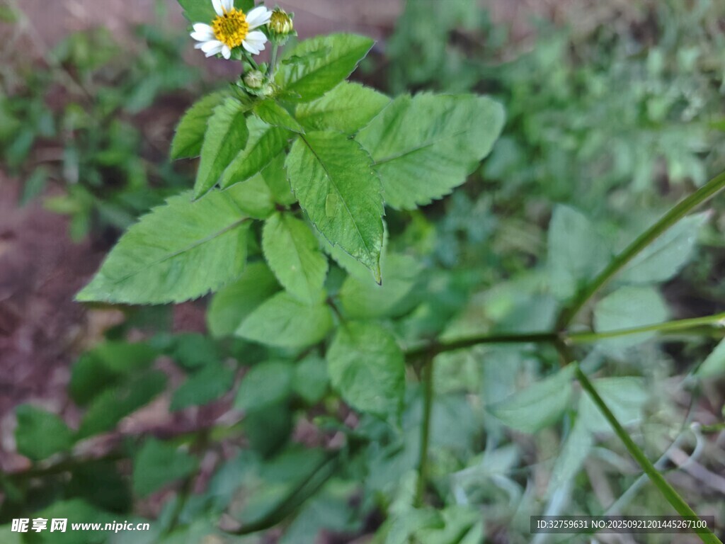 綠葉間的小白花