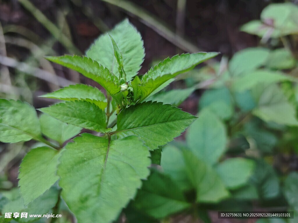 嫩綠清新的野外植物葉片