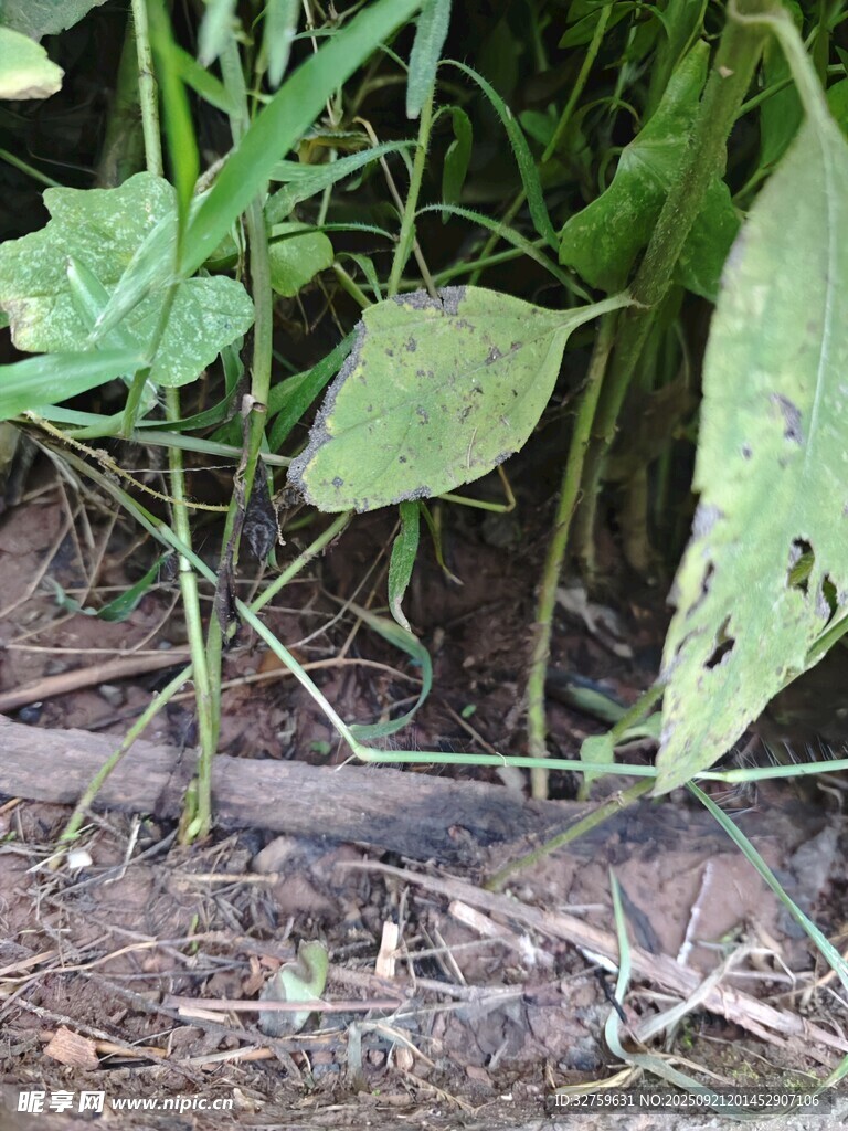 嫩綠植物破土生長