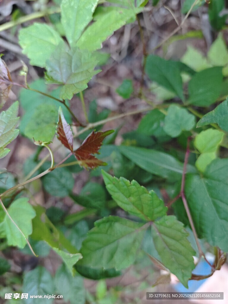 綠葉間的紅嫩植物