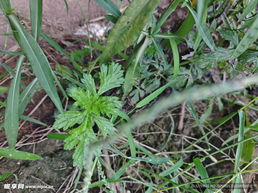 嫩綠野草生長于地面