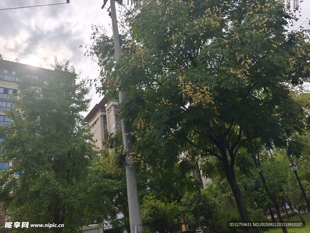戶外綠樹景觀