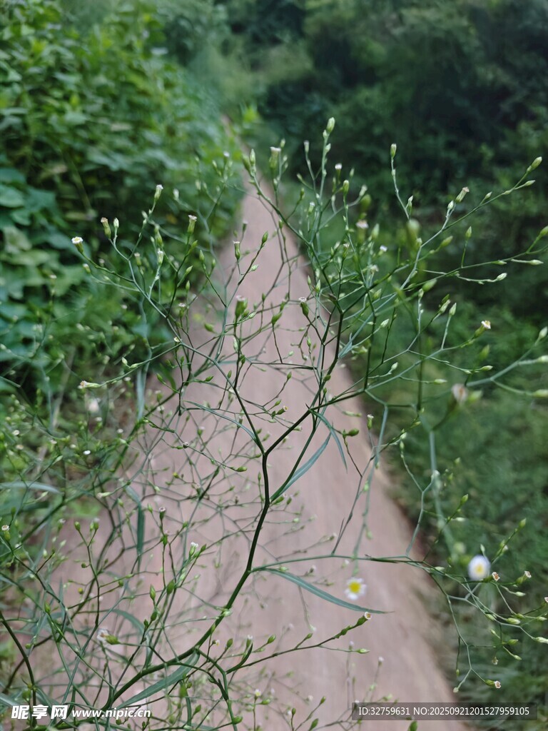 林間小徑旁的綠植景象