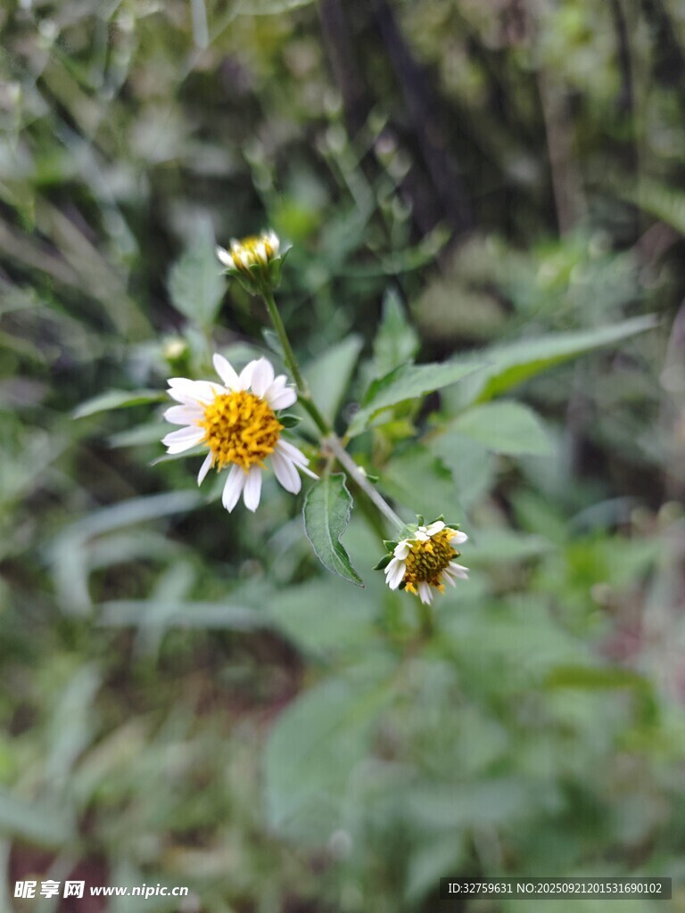 野外綻放的清新小雛菊
