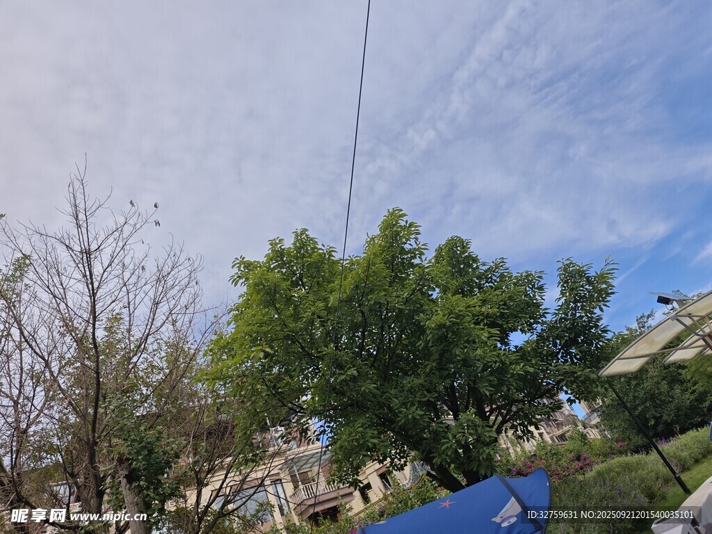 晴朗天空下的綠樹與房屋