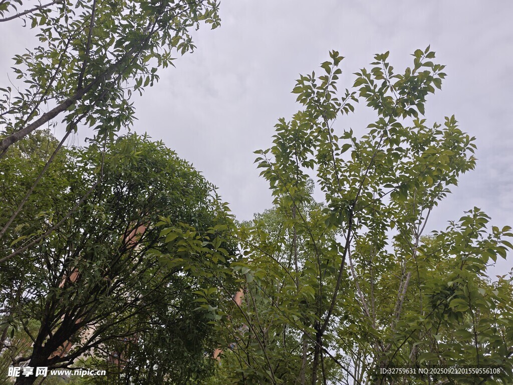 仰視茂密樹林中的綠樹