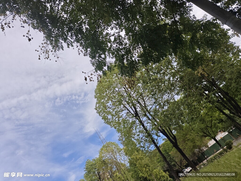 林間藍(lán)天綠樹的清新景致