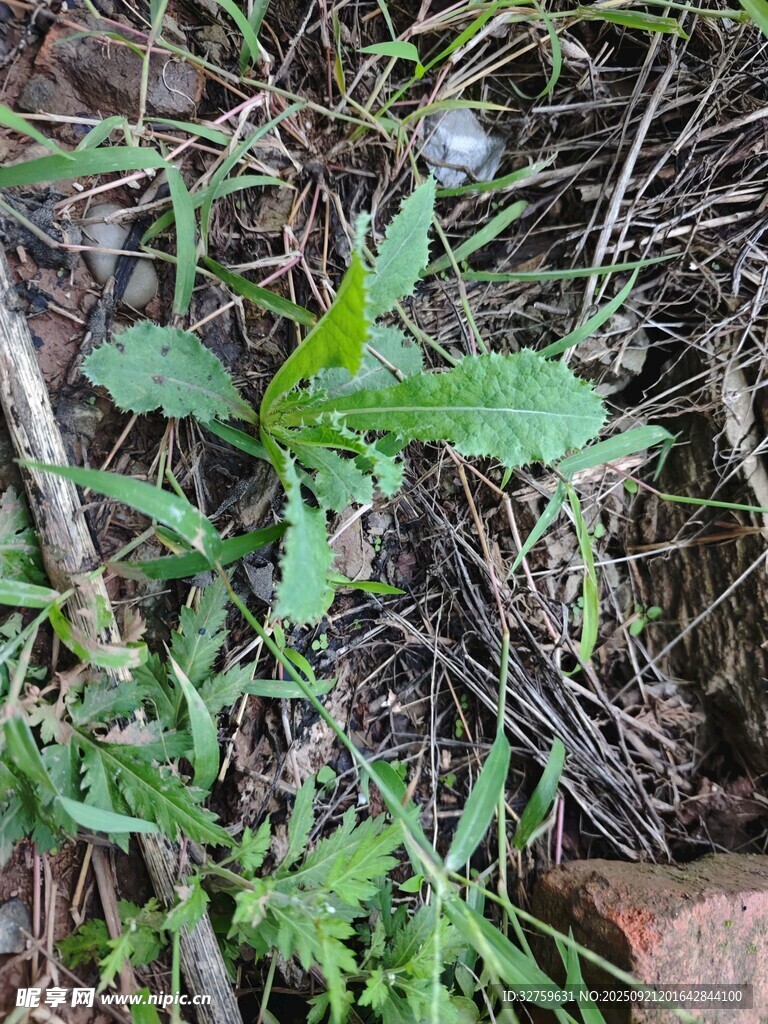 野外生長的綠色植物