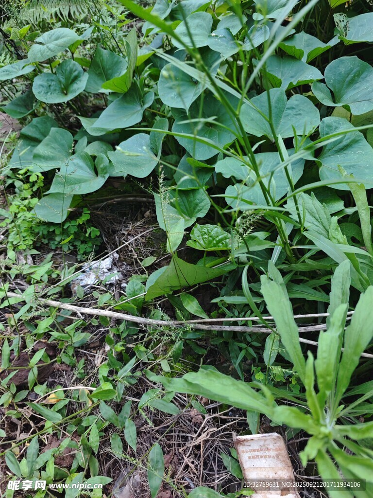 野外綠植叢生景象