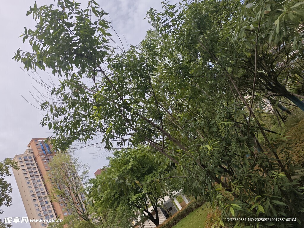 城市中蔥郁的綠樹景觀
