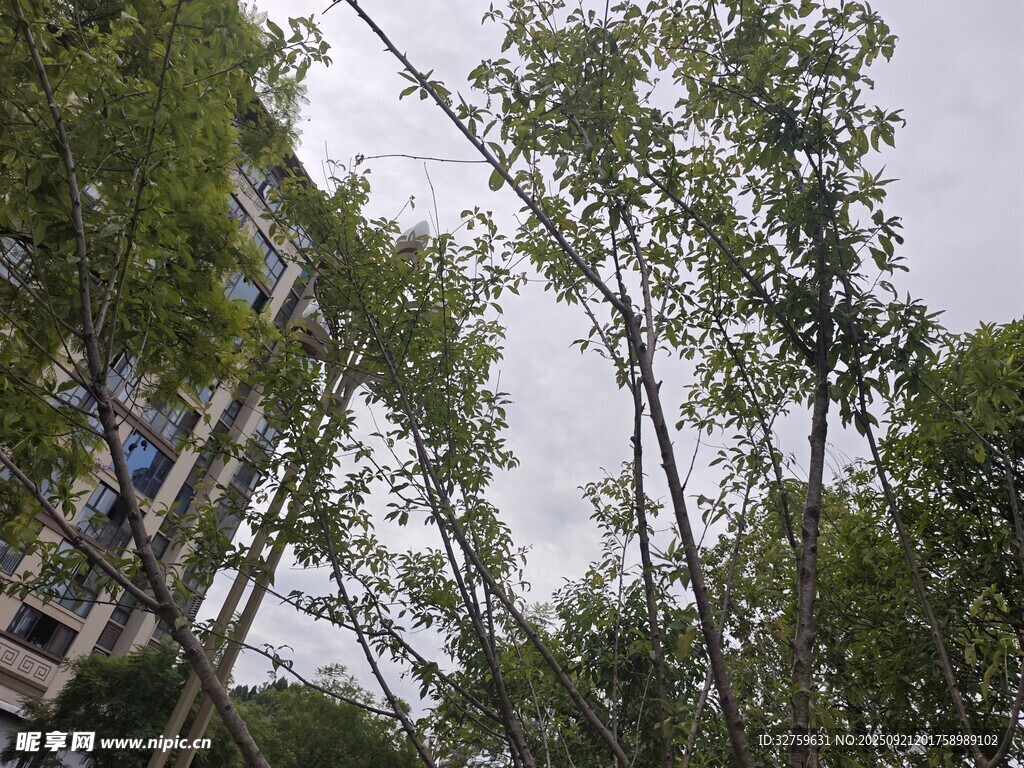 綠樹環(huán)繞的建筑景觀