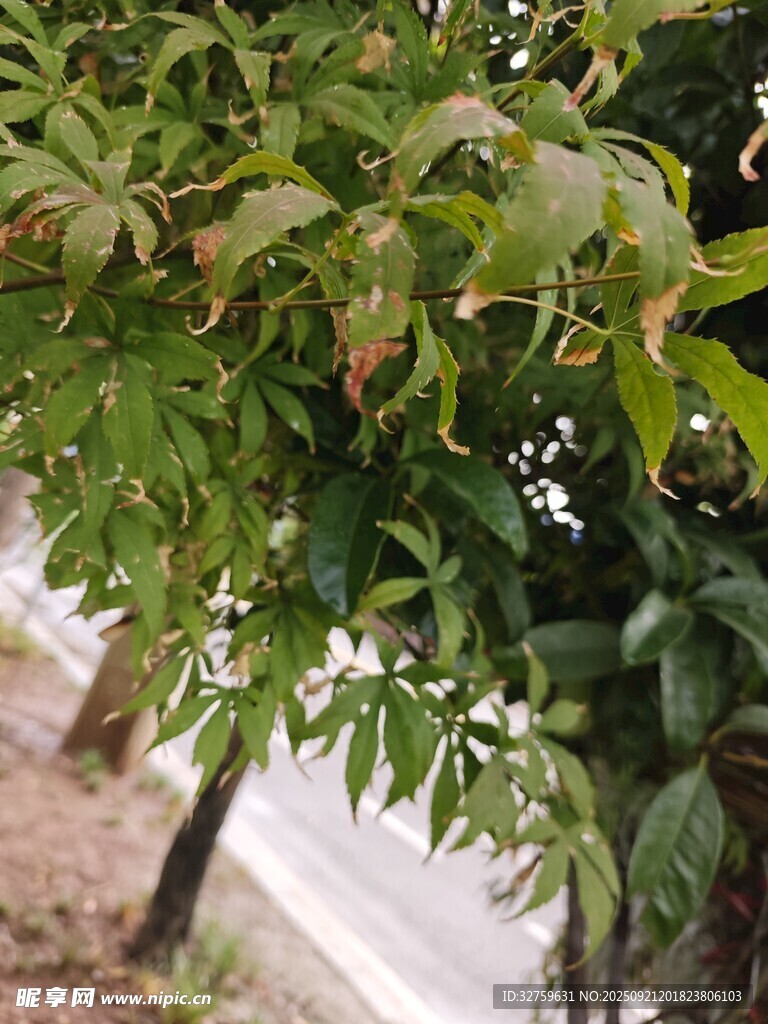 綠葉繁茂的路旁樹木