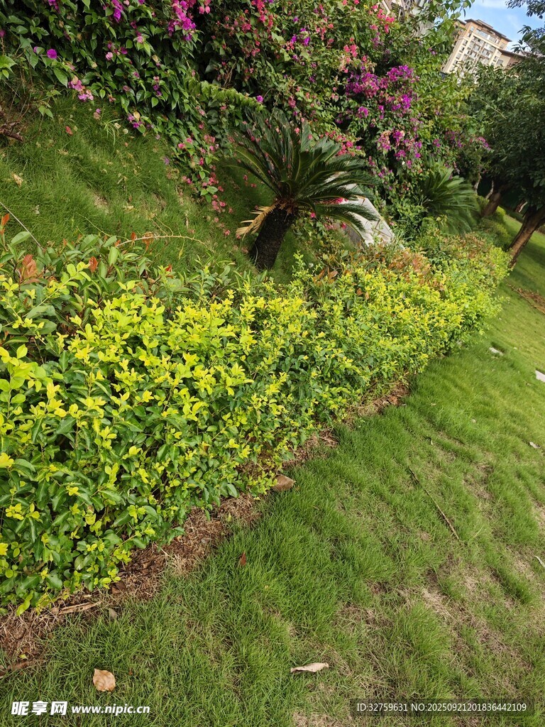 綠意盎然的花園景觀