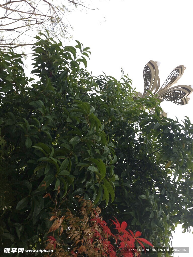 枝頭鳥兒棲于繁茂綠植間