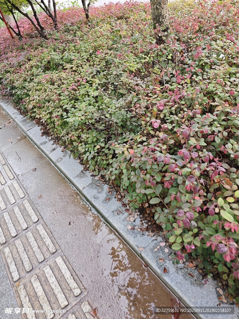 路邊多彩植物景觀