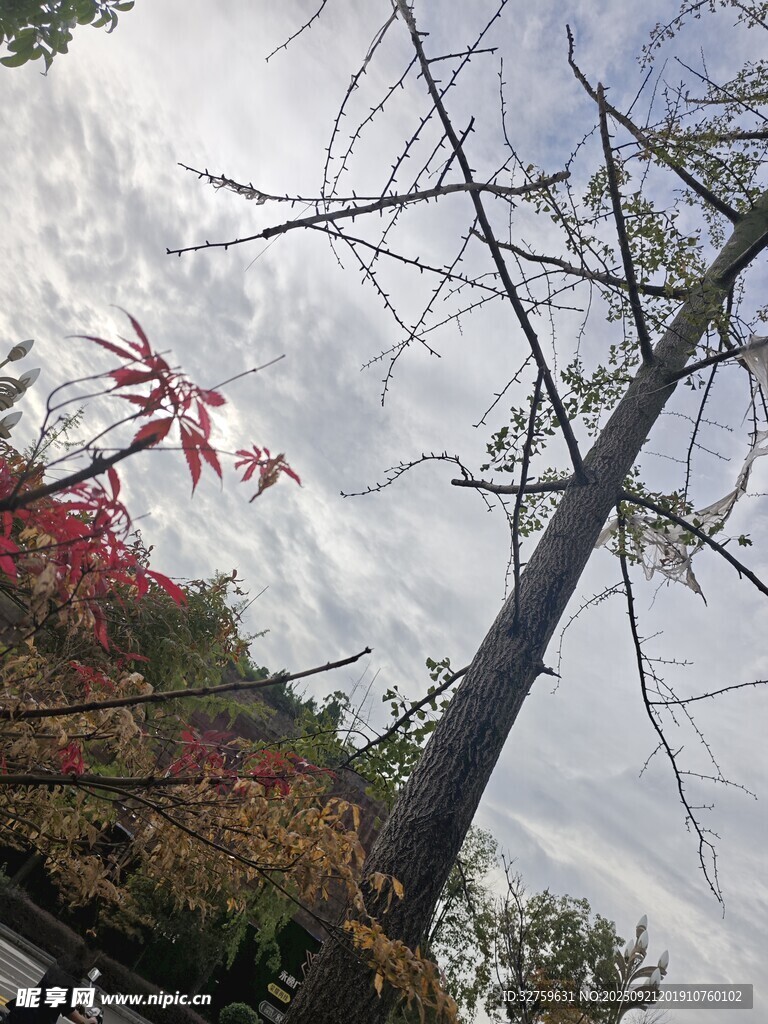 秋日樹梢與多彩樹葉