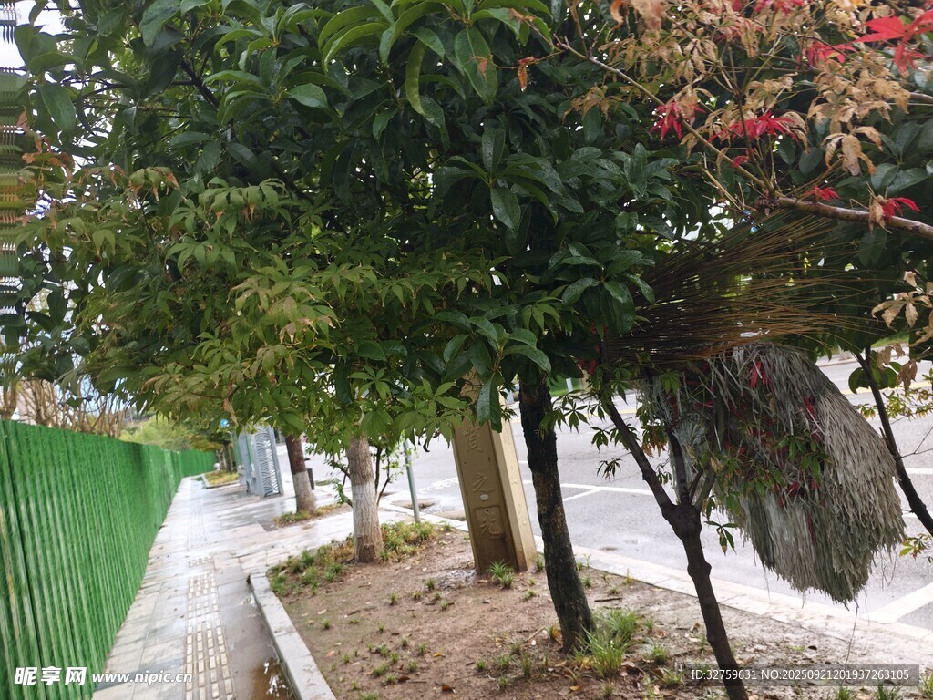 路邊綠樹(shù)與盛開(kāi)的繁花