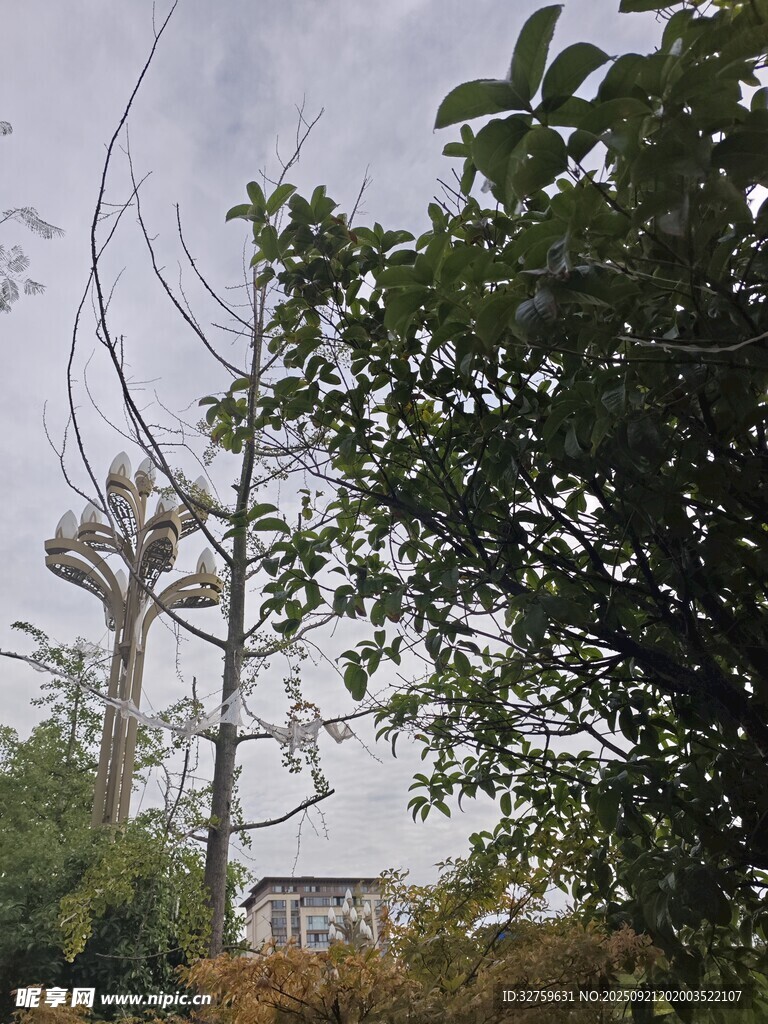 戶外樹木與遠(yuǎn)處建筑景觀