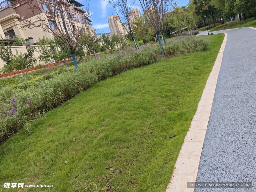 城市路邊綠意盎然的草坪