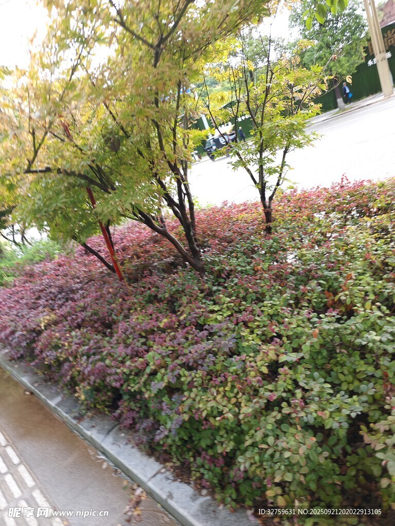 路邊多彩綠植景觀