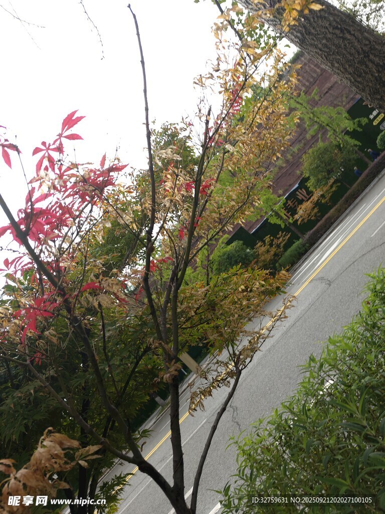 路邊多彩樹木景致